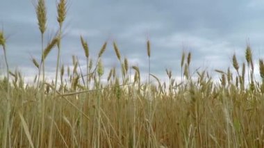 Altın buğday tarlası