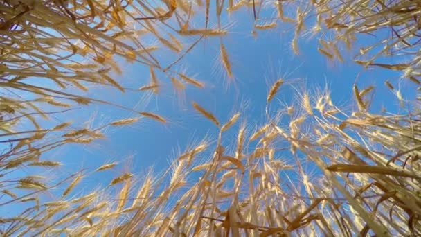 Золотая пшеница готова к сбору — стоковое видео