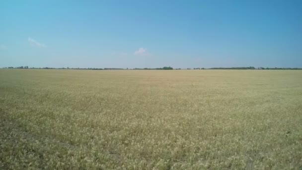 Vuelo sobre el campo de trigo . — Vídeos de Stock