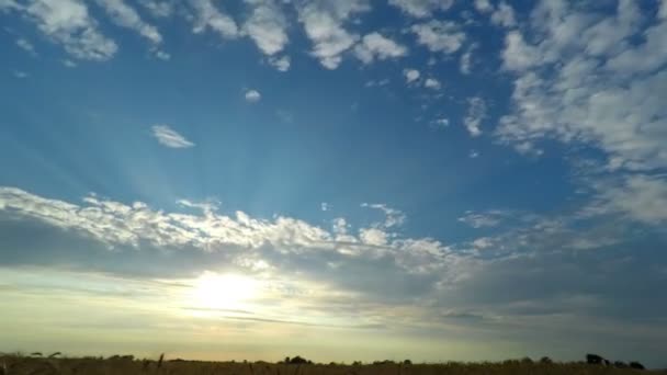 Céu do pôr-do-sol sobre um campo de trigo — Vídeo de Stock