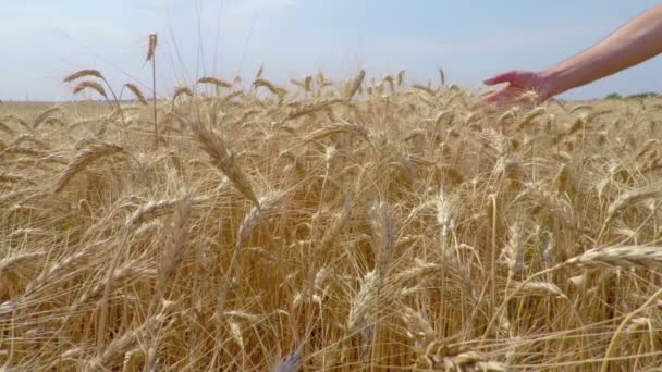 Grano de trigo en las manos de un agricultor — Vídeos de Stock