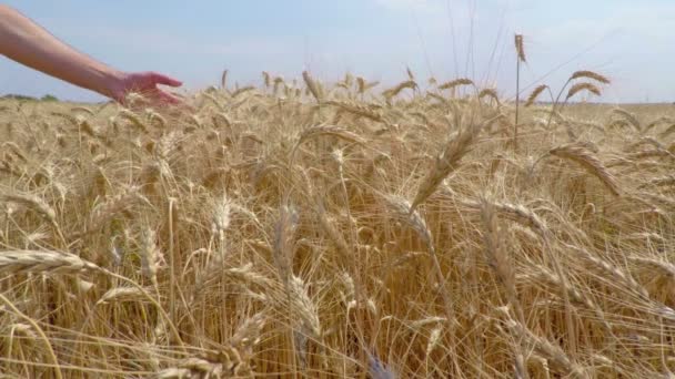 Зерно пшениці в руках фермера — стокове відео