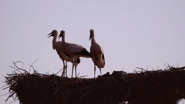 Witte ooievaars op het nest — Stockvideo