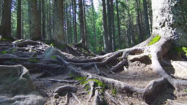 Raízes de árvores em uma floresta mágica de pinheiro — Vídeo de Stock