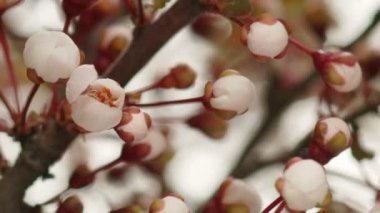 Güneşli bahar sabahı kiraz bahçesinde