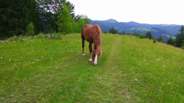 Άλογο που βόσκει σε ένα λιβάδι. — Αρχείο Βίντεο