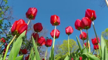 Bahar bahçesinde kırmızı laleler