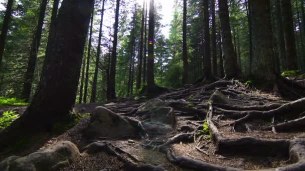 Racines d'arbres dans une forêt de pins magiques 