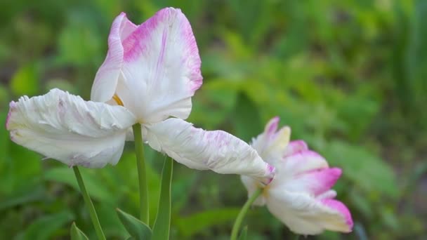 Fehér tulipánok. — Stock videók