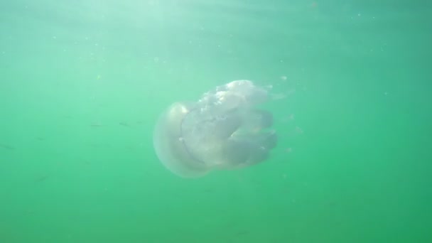 A Flock of Fry  Near  Jellyfish — Stock Video