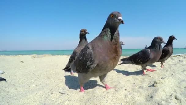 Голуби на песчаном пляже — стоковое видео