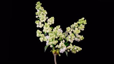 Leylak çiçekleri. Siyah Arkaplanda Beyaz Leylak Çiçeğini Açmanın Güzel Zaman Geçidi. Zaman aşımı. 4K.