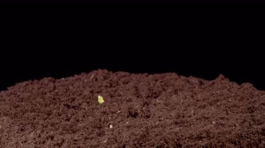 Beautiful Time Lapse of Growth Melon Plants Against a Black Background. 4K.