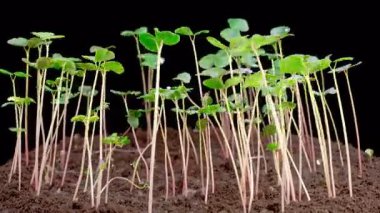 Kara Arkaplan Karşısında Büyüyen Karabuğday Bitkilerinin Güzel Zaman Süreleri. Fagopyrum esculentum. 4K.