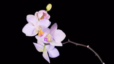 Orkide çiçekleri var. Kara Arkaplanda Güzel Pembe Orkide Phalaenopsis Çiçeği açılıyor. Zaman aşımı. 4K.