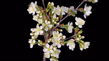 Kiraz çiçeği. Beyaz Çiçekler Kiraz Ağacı 'nda çiçek açıyor. Karanlık Arkaplan. Zaman aşımı. 4K.