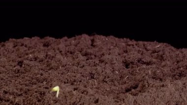 Mung Fasulyeleri Kara Arkaplan 'da filizleniyor. Zaman ayarlı. 4K.