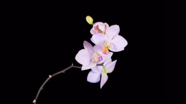 Orkide çiçekleri var. Kara Arkaplanda Güzel Pembe Orkide Phalaenopsis Çiçeği açılıyor. Zaman aşımı. 4K.