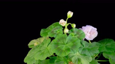 Beyaz Geranium Pelargonium Çiçekleri. Siyah Arkaplan 'da Beyaz Sardunya Pelargonium Çiçeği' nin Güzel Zaman Hızı. 4K.