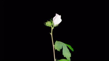 Hibiscus Çiçekleri. Siyah Arkaplanda Böceklerle Güzel Beyaz Hibiscus Çiçekleri Açılıyor. Zaman aşımı. 4K.