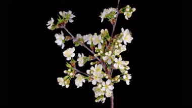 Kiraz çiçeği. Beyaz Çiçekler Kiraz Ağacı 'nda çiçek açıyor. Karanlık Arkaplan. Zaman aşımı. 4K.