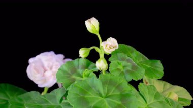 Beyaz Geranium Pelargonium Çiçekleri. Siyah Arkaplan 'da Beyaz Sardunya Pelargonium Çiçeği' nin Güzel Zaman Hızı. 4K.