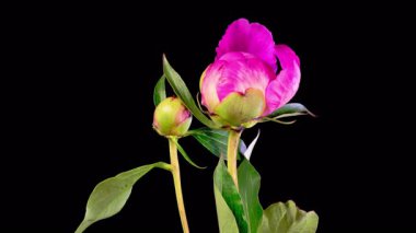 Pembe Şakayık Çiçekleri. Güzel Pembe Şakayık Çiçekleri Siyah Arkaplanda Çiçek Açıyor. 4K.