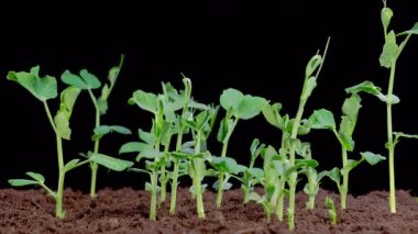 Bezelye Fasulyesi Kara Arkaplanda Büyüyor. Zaman ayarlı. 4K.