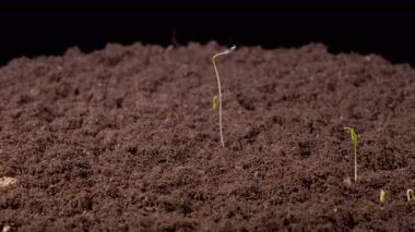 Kara Arkaplan Karşısındaki Büyüme Rezene Bitkilerinin Güzel Zaman Hızı. 4K.