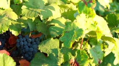 Demet kırmızı üzüm üzüm bağıyla asılı