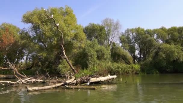 Boot schwimmt auf dem Fluss. — Stockvideo