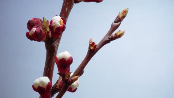Весна в сливовому саду — стокове відео