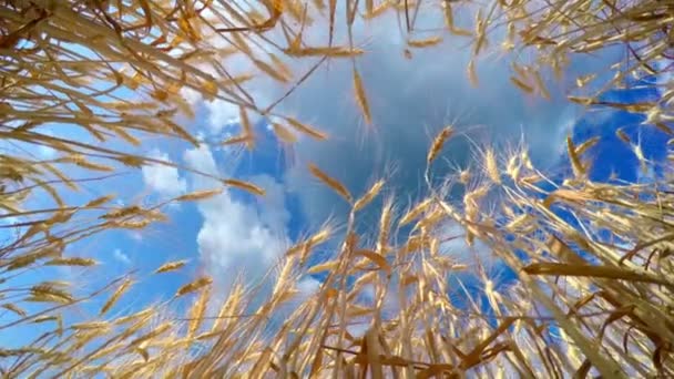 Швидкий хмари над золота пшениця — стокове відео