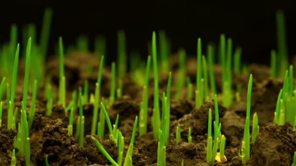 Groei van verse nieuwe groen gras — Stockvideo