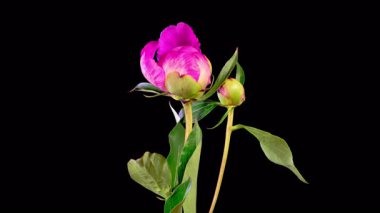Pembe Şakayık Çiçekleri. Güzel Pembe Şakayık Çiçekleri Siyah Arkaplanda Çiçek Açıyor. 4K.