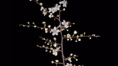 Kiraz çiçeği. Beyaz Çiçekler Kiraz Ağacı 'nda çiçek açıyor. Karanlık Arkaplan. Zaman aşımı. 4K.