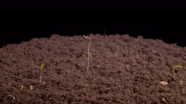 Kara Arkaplan Karşısındaki Büyüme Rezene Bitkilerinin Güzel Zaman Hızı. 4K.