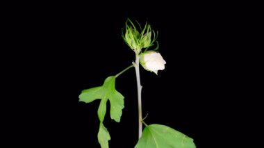 Hibiscus Çiçekleri. Siyah Arkaplanda Güzel Beyaz Hibiscus Çiçekleri Açılıyor. Zaman aşımı. 4K.