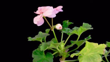Pembe Geranium Pelargonium Çiçekleri. Kara Arkaplan 'da Pembe Geranium Pelargonium Çiçeği' nin Güzel Zaman Hızı. 4K.