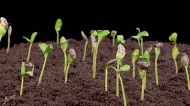 Beautiful Time Lapse of Growth Melon Plants Against a Black Background. 4K.