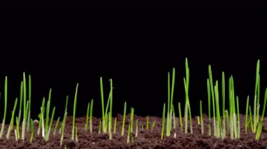 Taze Yeşil Çimen 'in Güzel Zamansal Hızı. Hızlandırılmış Buğday Bitkisi Büyüyor. 4K.