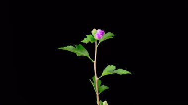 Hibiscus Çiçekleri. Kara Arkaplanda Güzel Mor Hibiscus Çiçekleri Açılıyor. Zaman aşımı. 4K.