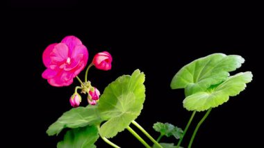 Kırmızı Geranium Pelargonium Çiçekleri. Kara Arkaplan 'da Kırmızı Geranium Pelargonium Çiçeği' nin Güzel Zaman Hızı. 4K.