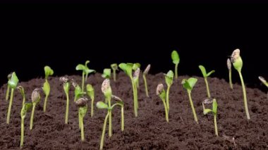 Beautiful Time Lapse of Growth Melon Plants Against a Black Background. 4K.