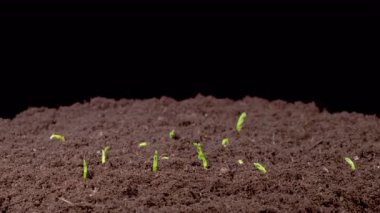Yeşil Bezelye Bitkilerinin Büyüme Hızı Kara Arkaplana Karşı Güzel Zaman Hızı. 4K.