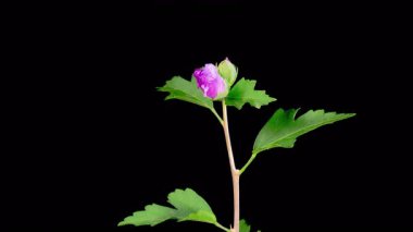 Hibiscus Çiçekleri. Kara Arkaplanda Güzel Pembe Hibiscus Çiçekleri Açılıyor. Zaman aşımı. 4K.