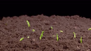 Yeşil Bezelye Bitkilerinin Büyüme Hızı Kara Arkaplana Karşı Güzel Zaman Hızı. 4K.
