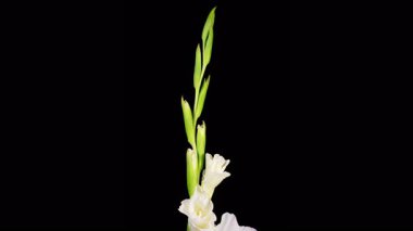 Beyaz Gladiolus Çiçekleri. Siyah Arkaplan 'da Beyaz Gladiolus Çiçeği' nin Açılışı ve Solgunlaşması 'nın Güzel Zaman Hızı. 4K.