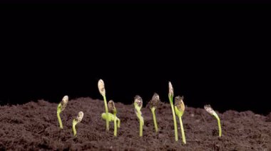 Beautiful Time Lapse of Growth Melon Plants Against a Black Background. 4K.