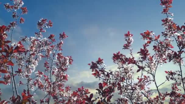 Trädet blomma vid solnedgången. — Stockvideo